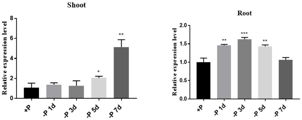 OsWRKY12 and application thereof in efficient phosphorus breeding of rice