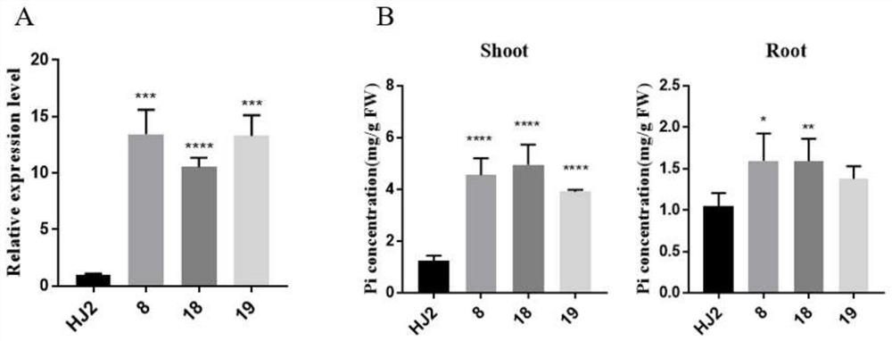 OsWRKY12 and application thereof in efficient phosphorus breeding of rice