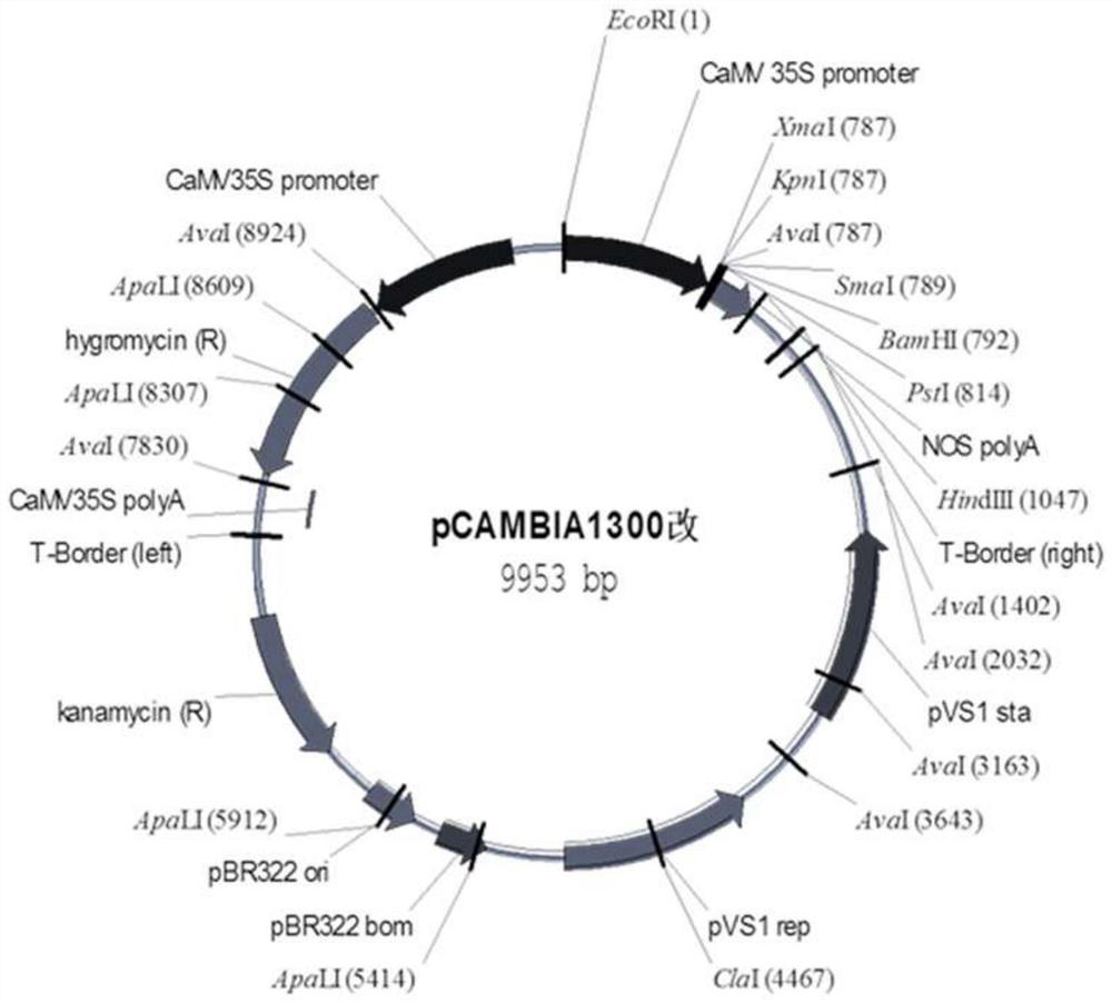 OsWRKY12 and application thereof in efficient phosphorus breeding of rice