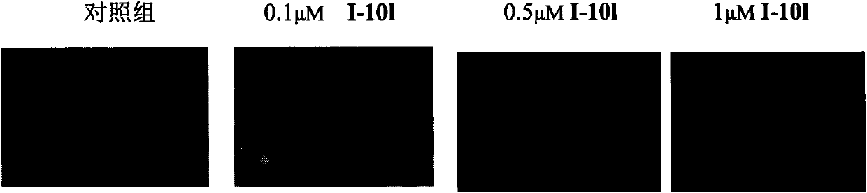 Gamma carboline compound as well as preparation method and application thereof