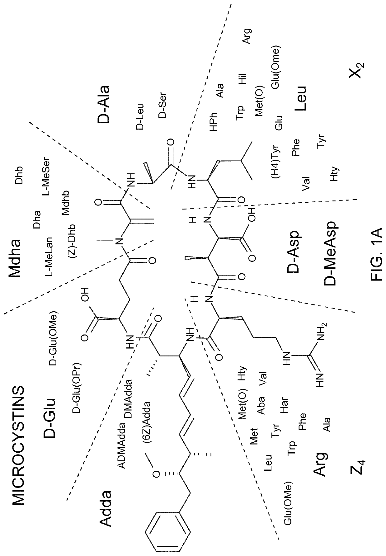 Method for modifying microcystins and nodularins