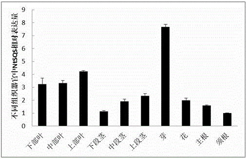 Tobacco squalene synthase protein, tobacco squalene synthase gene and application thereof