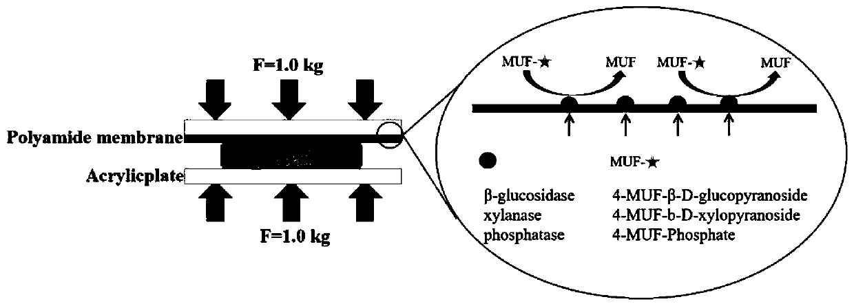 In-situ visual determination method for enzyme activity in plants under environmental stress