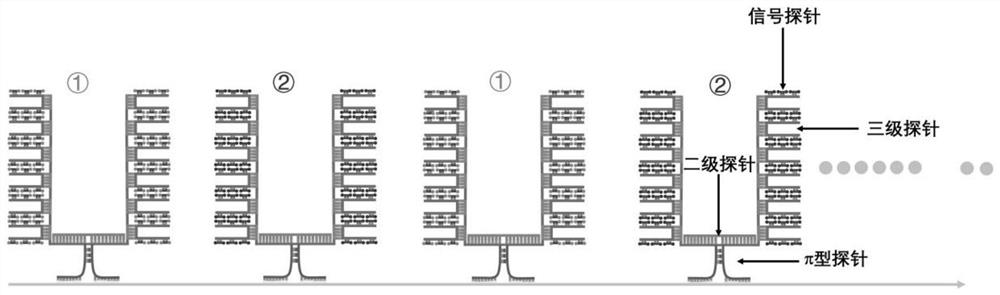 π-fish localized single-molecule probe composition and its application in nucleic acid in situ detection