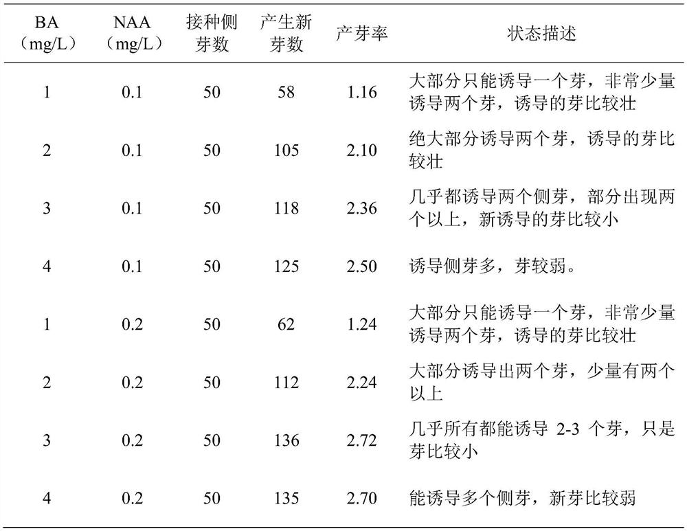 Method for separating and breeding pure-color dendrobium flowers