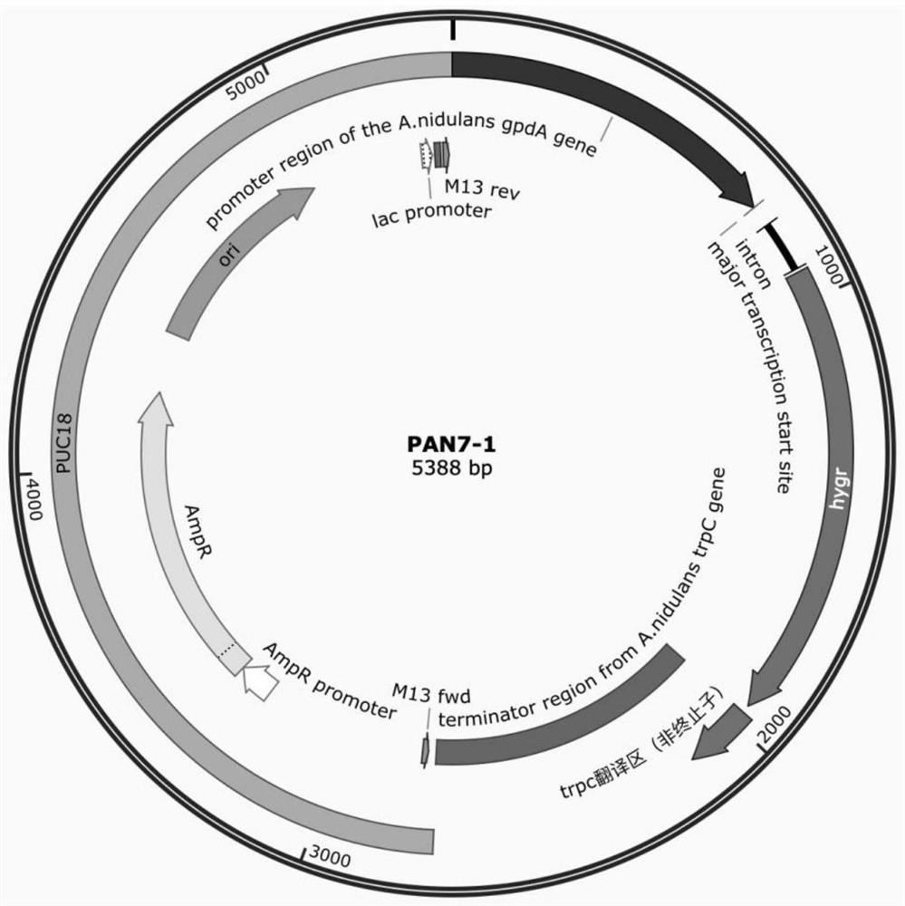 A strain of Aspergillus niger genetic engineering bacteria and its construction method and application