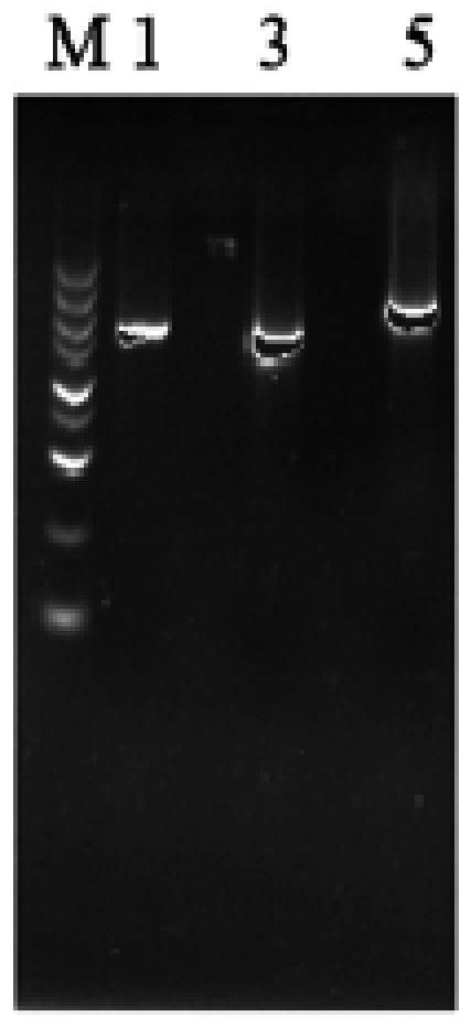 A strain of Aspergillus niger genetic engineering bacteria and its construction method and application