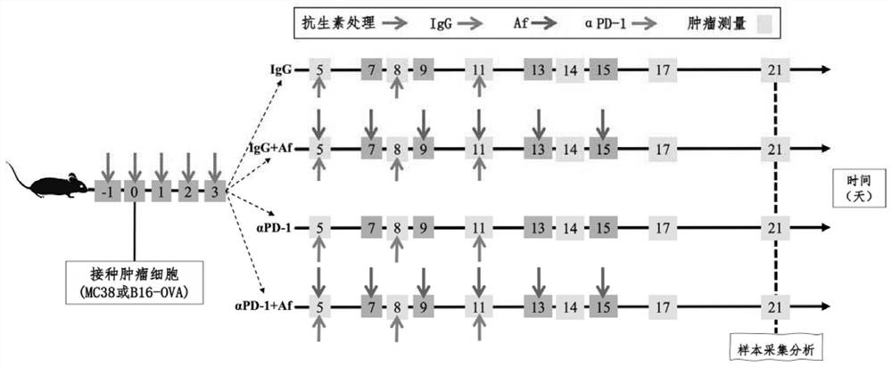 Application of bacteria in preparation of synergist of immune checkpoint inhibitor