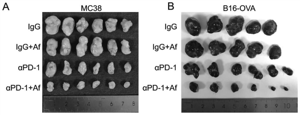 Application of bacteria in preparation of synergist of immune checkpoint inhibitor