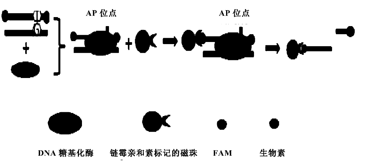 Method capable of detecting activity of multiple DNA glycosylases