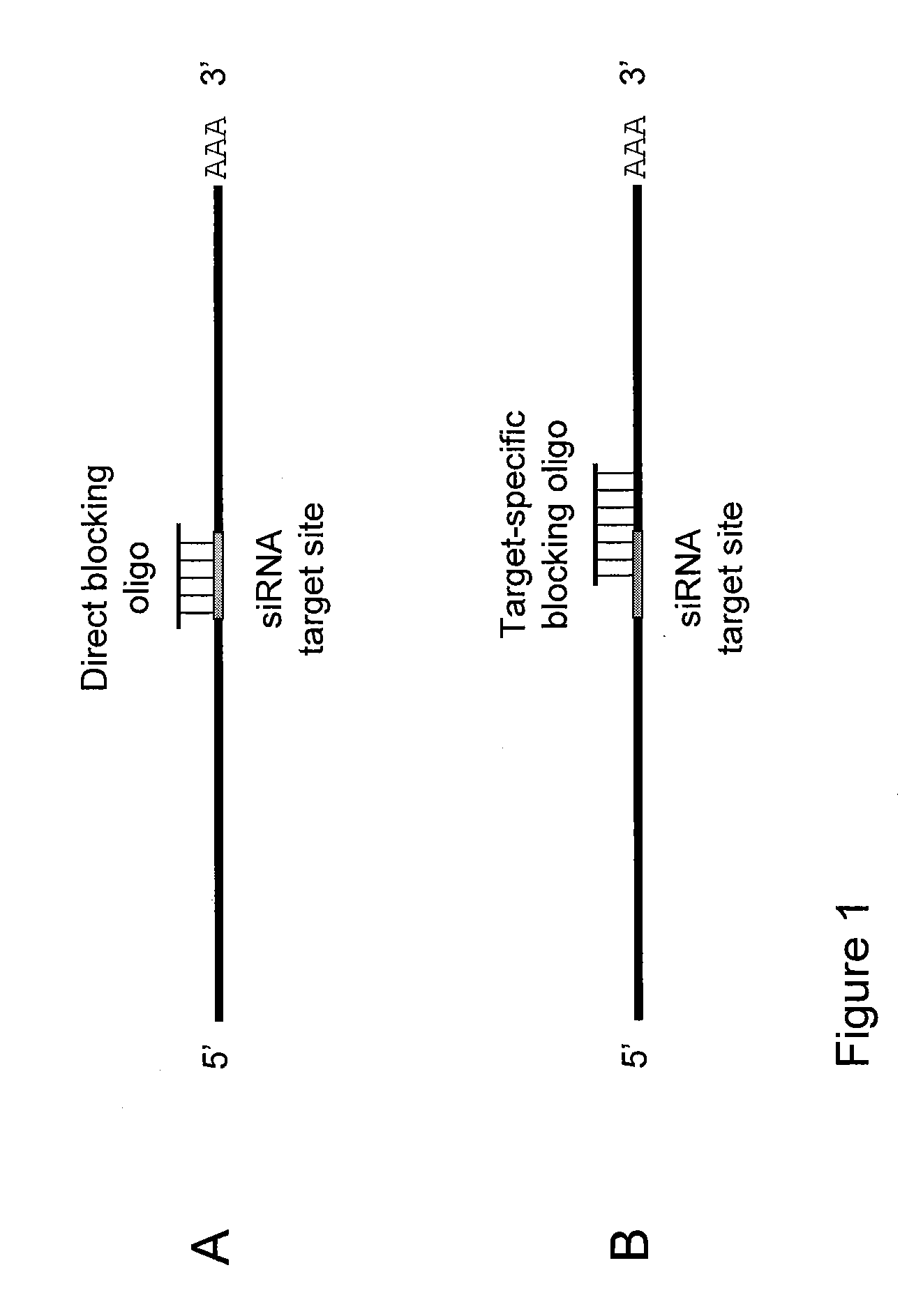 Small interfering RNA (SIRNA) target site blocking oligos and uses thereof