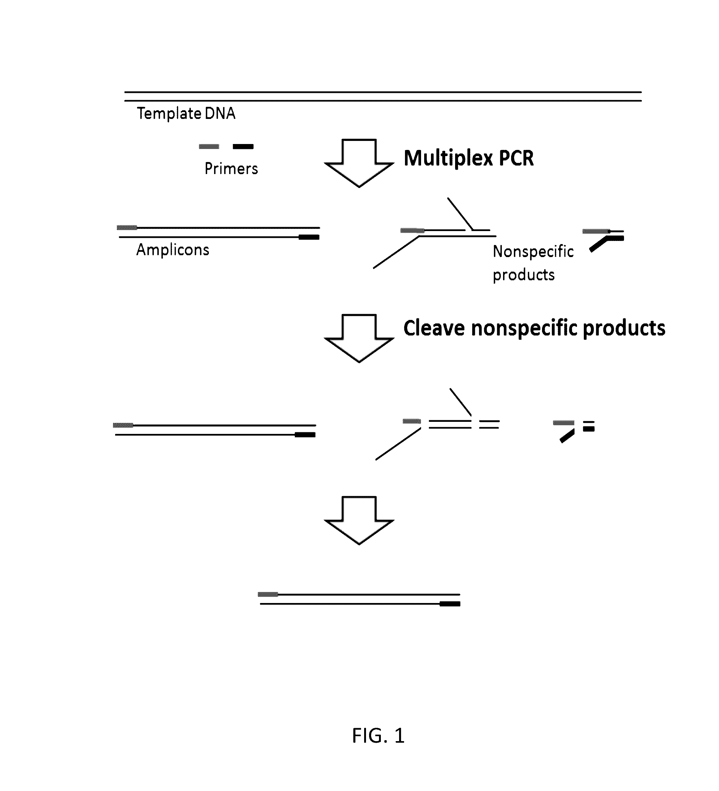 Methods and compositions for reducing non-specific amplification products