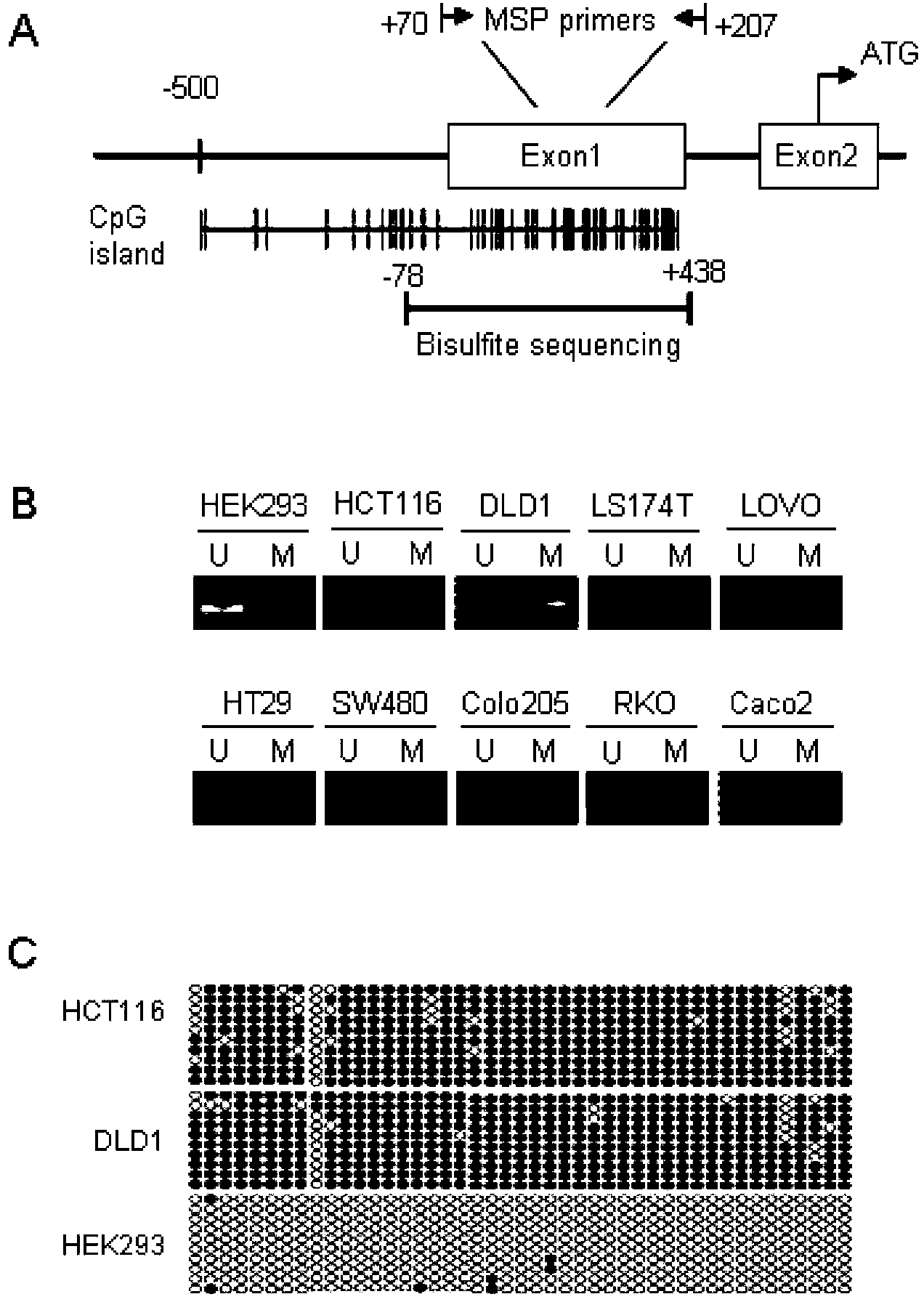 Biomarker for mass colorectal cancer screening