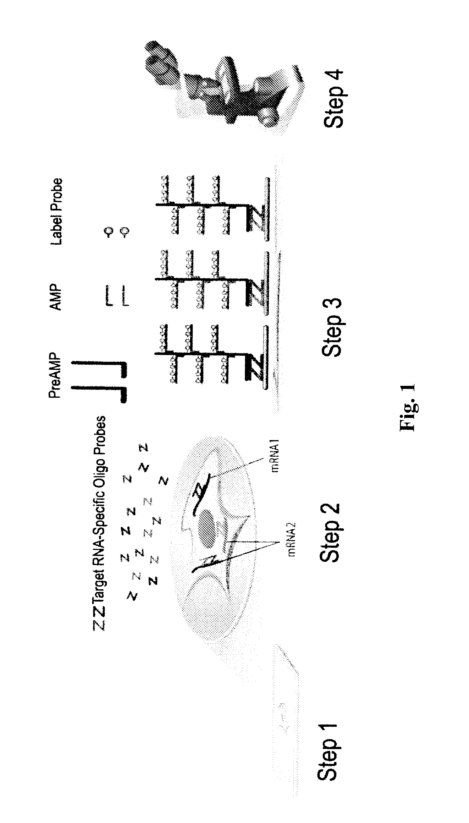 Biomarkers for differentiating melanoma from benign nevus in the skin