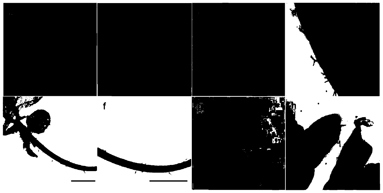 Transcription factor CsWRKY1 separated from glandular hairs of marihuana and application thereof