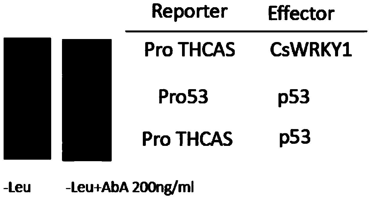 Transcription factor CsWRKY1 separated from glandular hairs of marihuana and application thereof