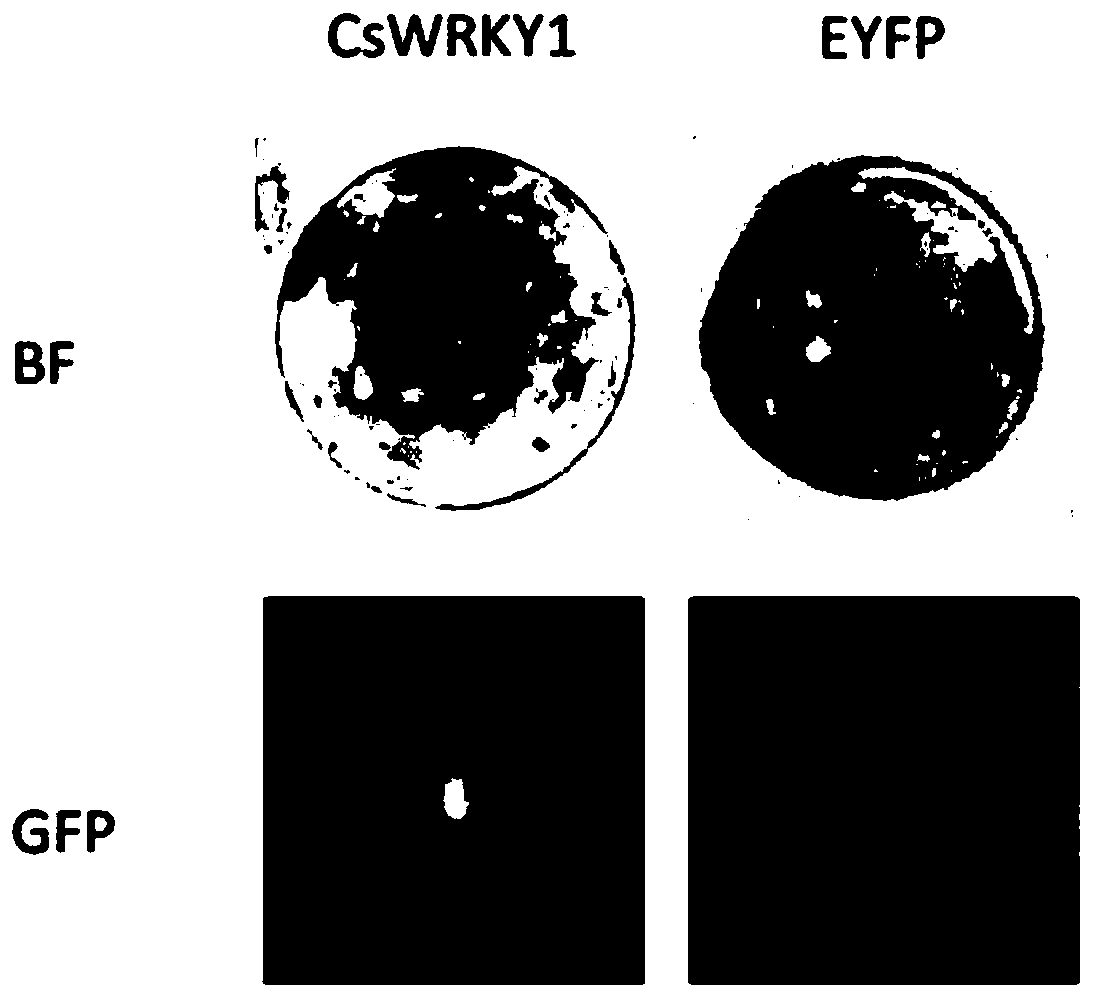 Transcription factor CsWRKY1 separated from glandular hairs of marihuana and application thereof