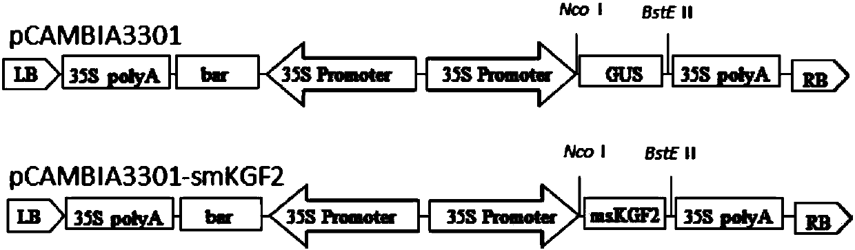 A gene sequence of a human-derived keratinocyte growth factor-2, an expression vector and a production method