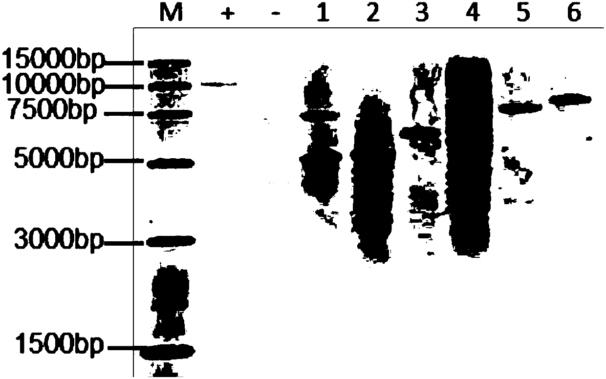 A gene sequence of a human-derived keratinocyte growth factor-2, an expression vector and a production method