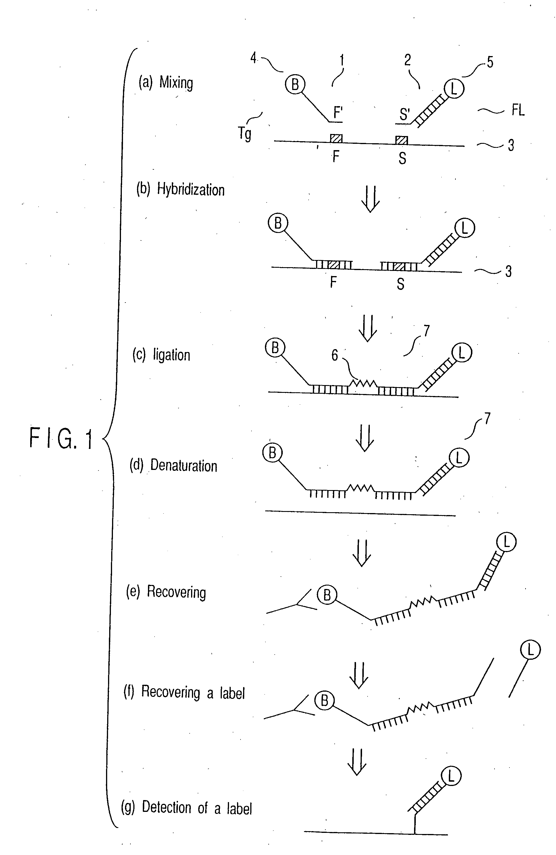 Method of detecting nucleic acid