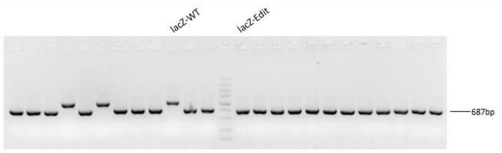 Recombinant escherichia coli for synthesizing 2'-fucosyllactose and construction method thereof