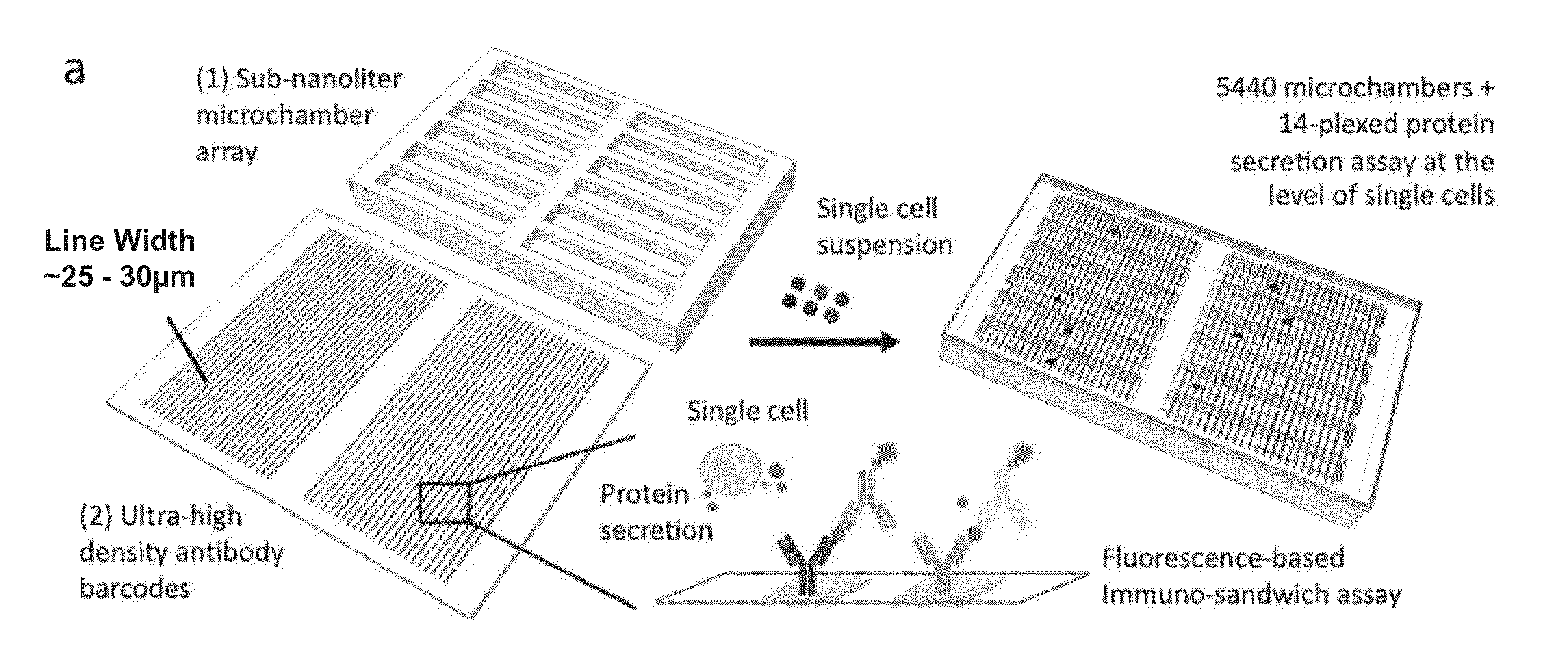 System, device and method for high-throughput multi-plexed detection