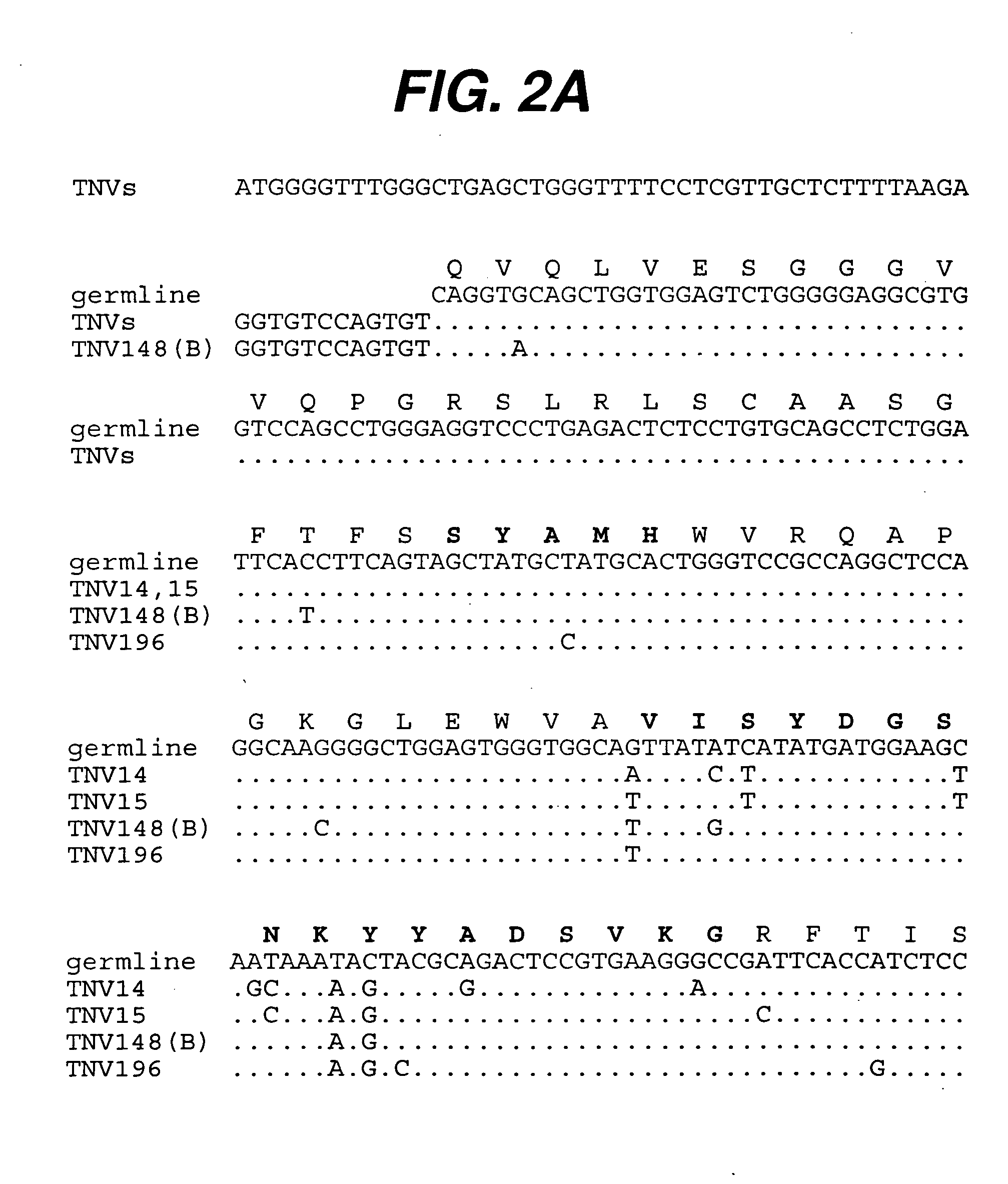 Anti-TNF antibodies, compositions, methods and uses