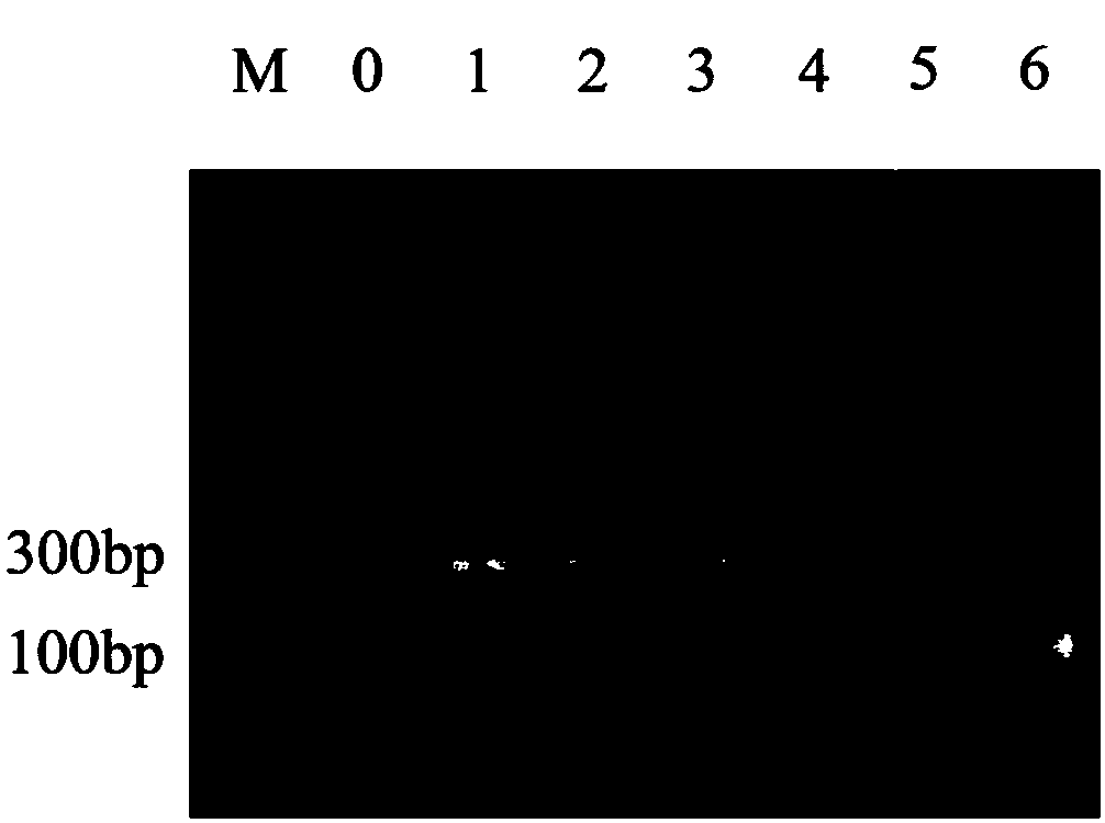 Method for detecting grass carp reovirus by loop-mediated isothermal amplification combined with lateral flow dipstick