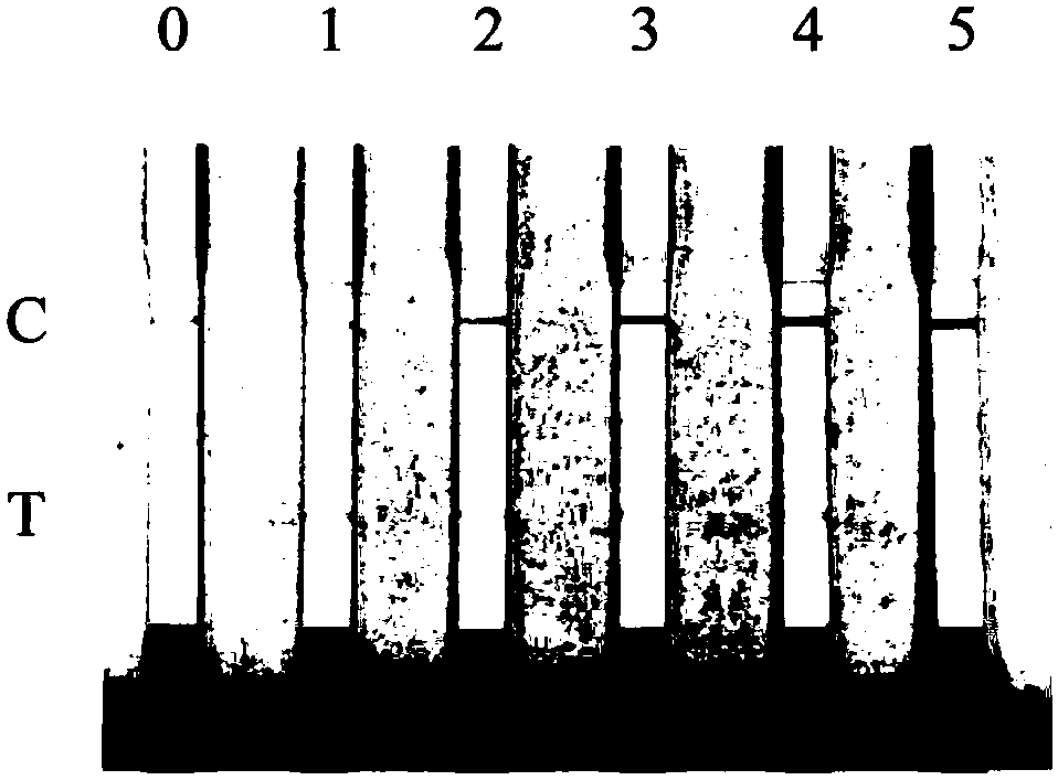 Method for detecting grass carp reovirus by loop-mediated isothermal amplification combined with lateral flow dipstick