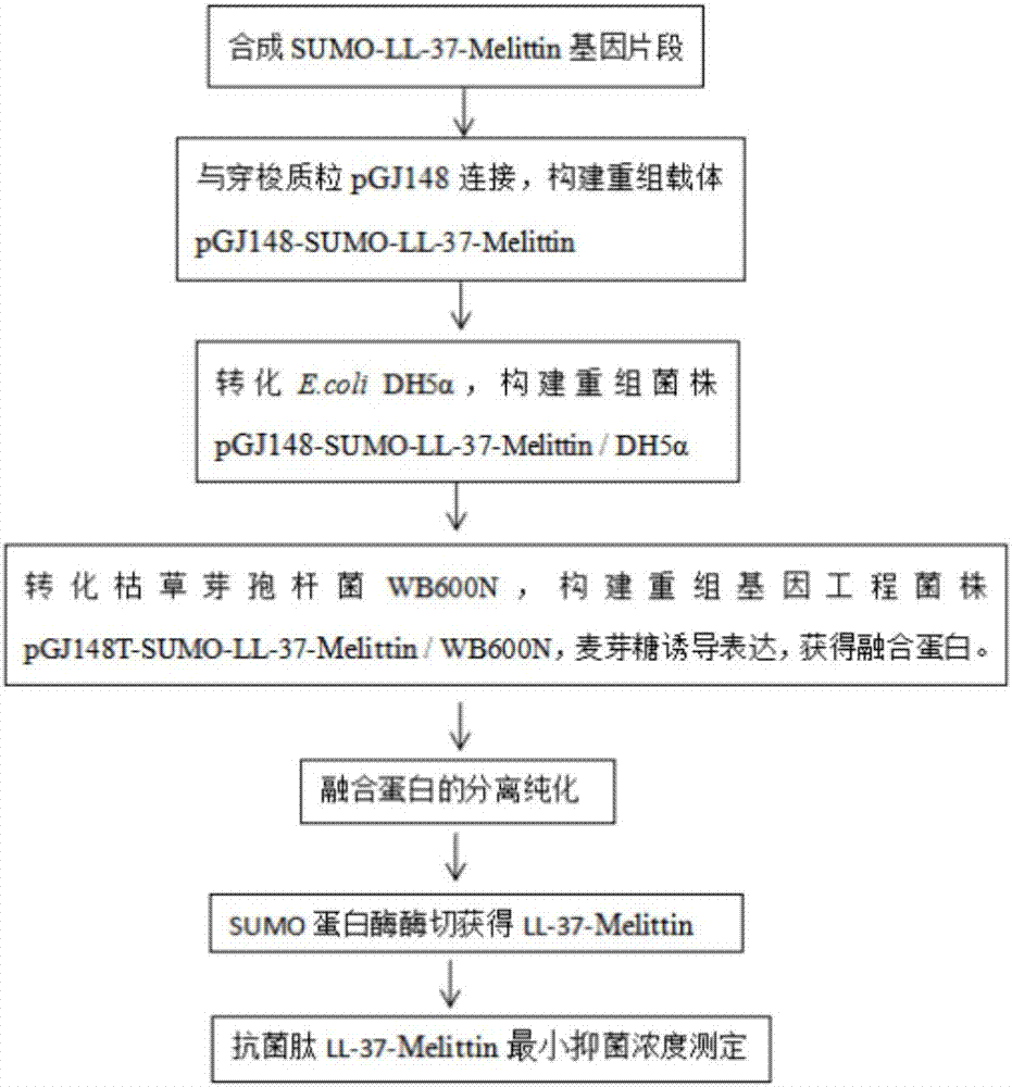 Antibacterial peptide LL-37-Melittin, application of antibacterial peptide, and preparation method of antibacterial peptide in bacillus subtilis