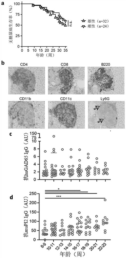 Proinsulin peptides for type 1 diabetes