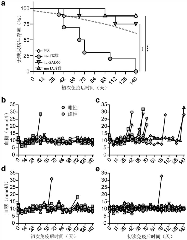 Proinsulin peptides for type 1 diabetes