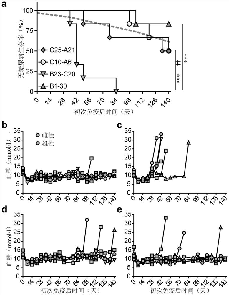 Proinsulin peptides for type 1 diabetes