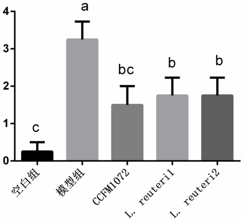 A strain of Lactobacillus reuteri that can alleviate the th2 response of allergic asthma and its application