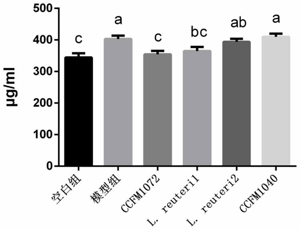 A strain of Lactobacillus reuteri that can alleviate the th2 response of allergic asthma and its application