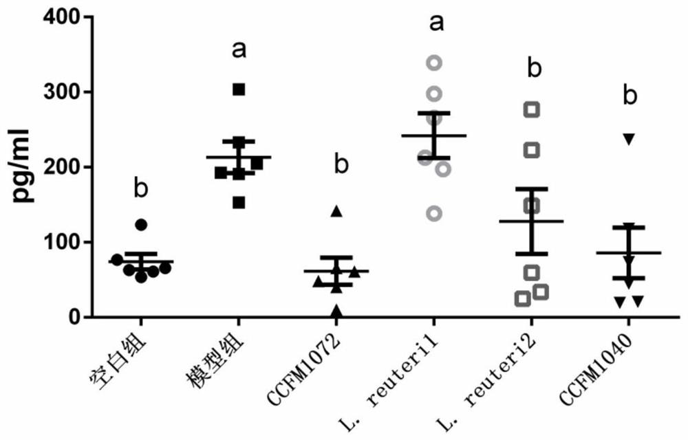 A strain of Lactobacillus reuteri that can alleviate the th2 response of allergic asthma and its application