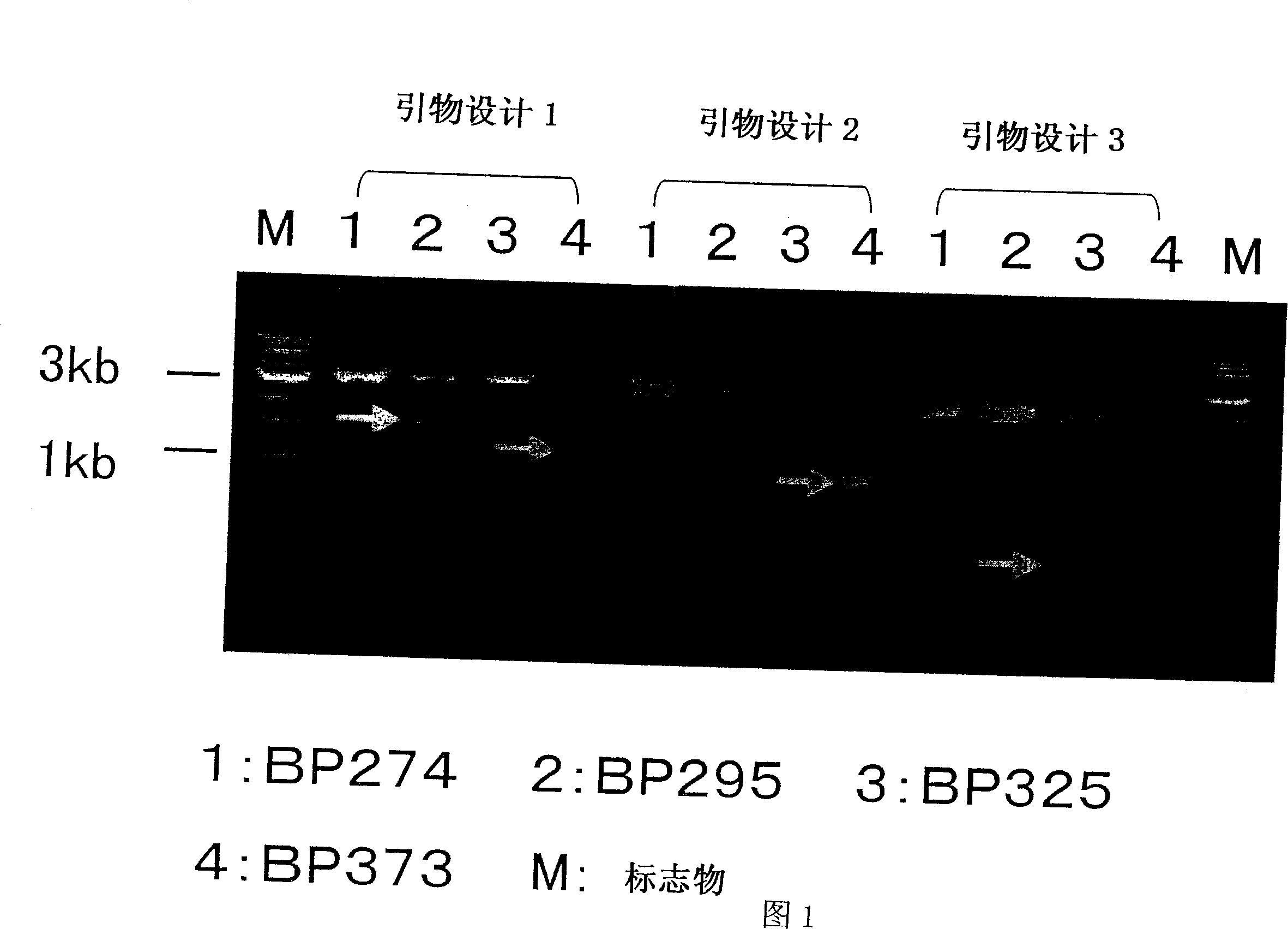 HCV RNA having novel sequence