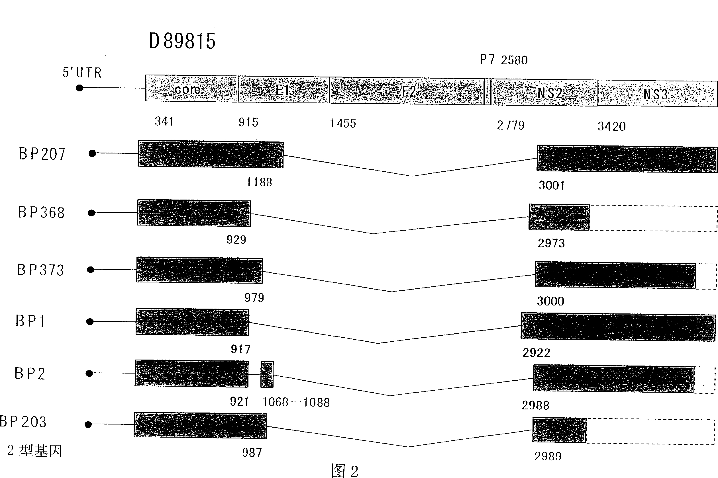 HCV RNA having novel sequence