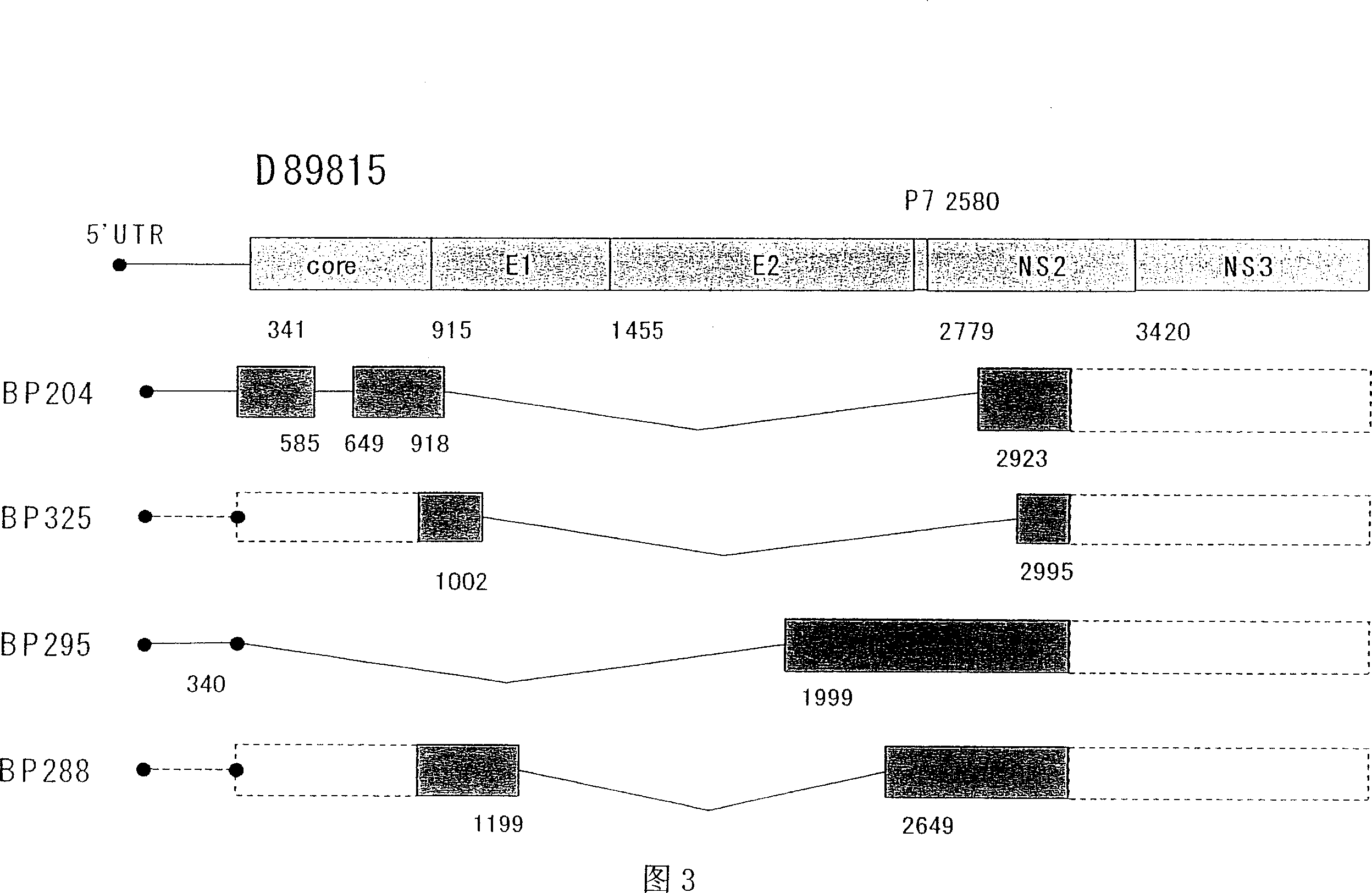 HCV RNA having novel sequence