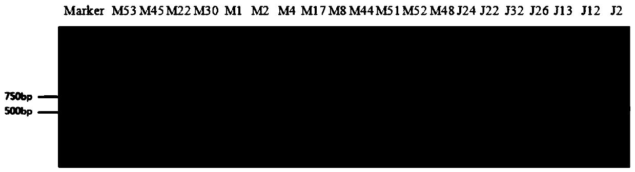 A method for isolation and identification of noni endophytic fungi