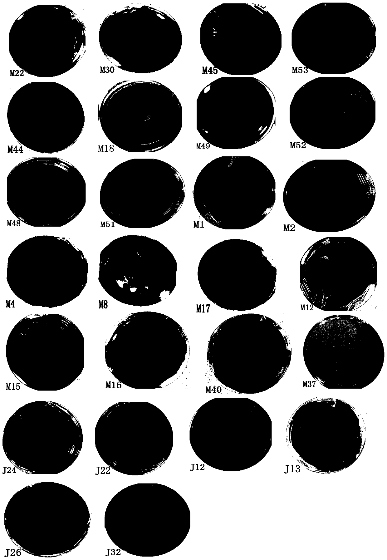 A method for isolation and identification of noni endophytic fungi