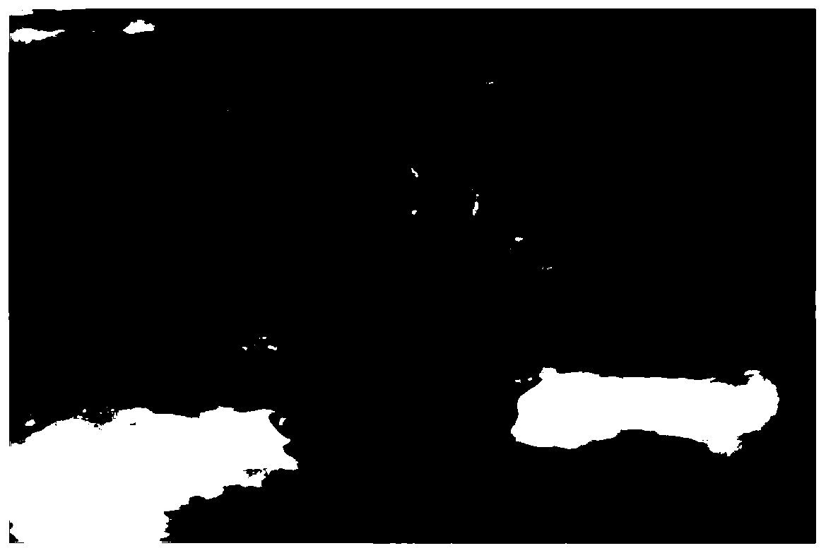 Method for acquiring regeneration plant by Camellia chekiangoleosa Hu anther culture