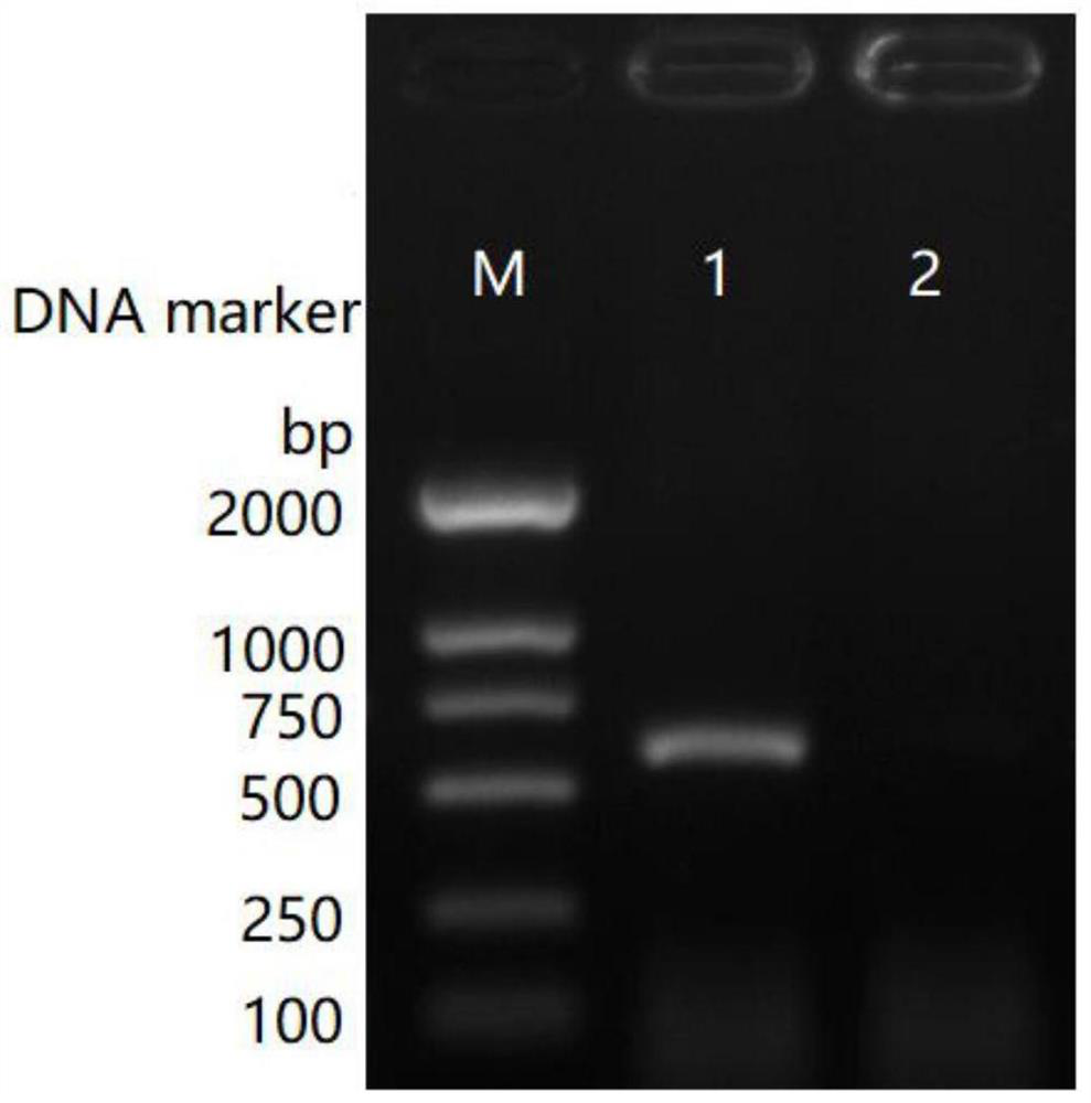 STAT2 gene deletion cell strain as well as preparation method and application thereof