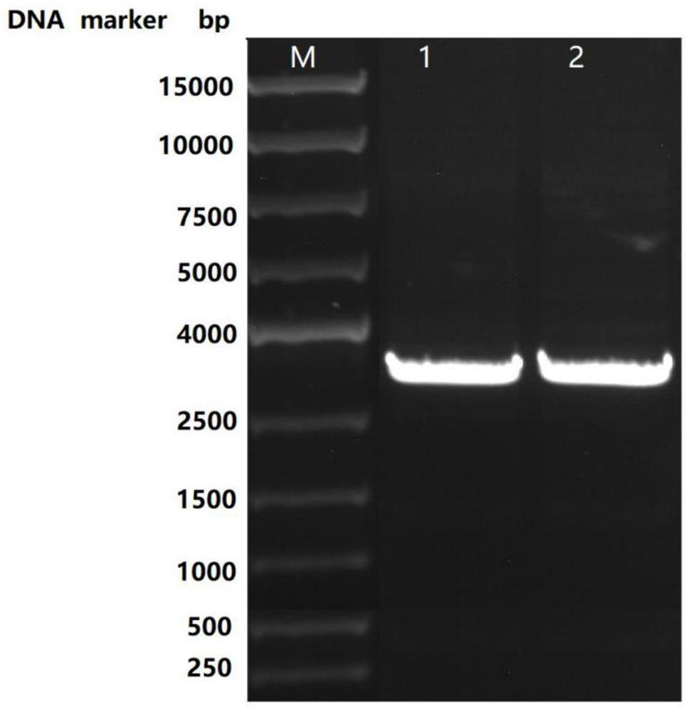 STAT2 gene deletion cell strain as well as preparation method and application thereof