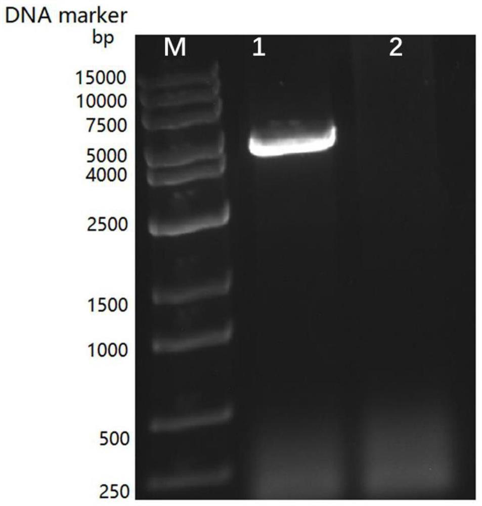 STAT2 gene deletion cell strain as well as preparation method and application thereof