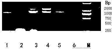 Method for detecting ToMV resistant gene Tm2&lt;2&gt; by using allele specific PCR technology