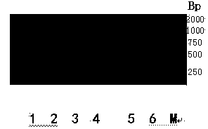 Method for detecting ToMV resistant gene Tm2&lt;2&gt; by using allele specific PCR technology