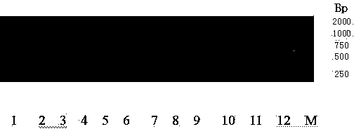 Method for detecting ToMV resistant gene Tm2&lt;2&gt; by using allele specific PCR technology