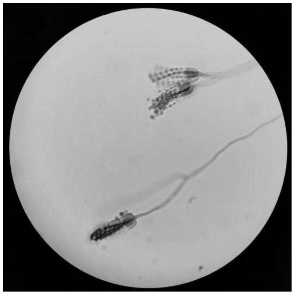 Endophytic fungus and application thereof in dye pollutant treatment