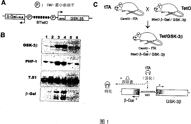 Model for neurodegenerative disease